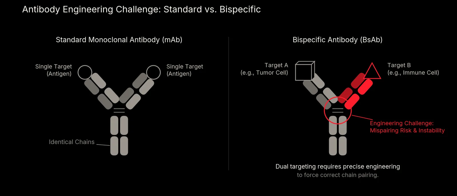 Diagram comparing a standard monoclonal antibody, one target and identical chains, with a bispecific antibody binding two targets and carrying mispairing risk.